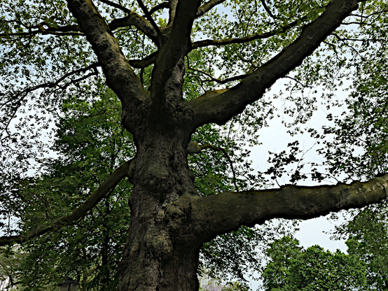 Foto van boom met dikke takken (detail)