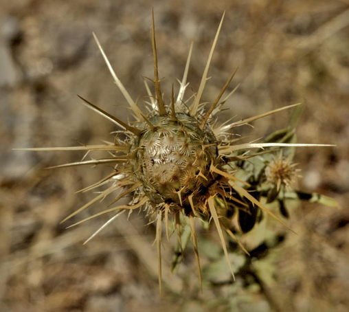Cardo seco en verano