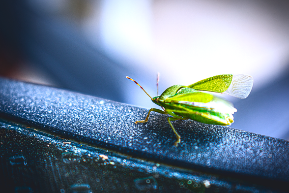 An insect preparing for flight from a metallic handle