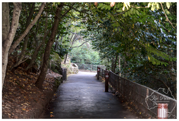 A photograph signed by Kev Peirce showing a paved walking path winding through the dense, lush foliage of Cataract Gorge in Launceston, Tasmania.  The path is enclosed by a canopy of trees and leaves, creating a shaded tunnel effect.  A metal safety railing runs along the right side of the path, leading towards a brighter, open area in the distance.