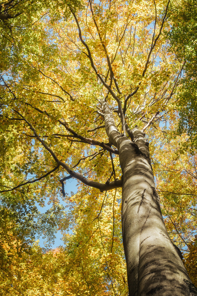 A photo of a golden tree from a frog's perspective.