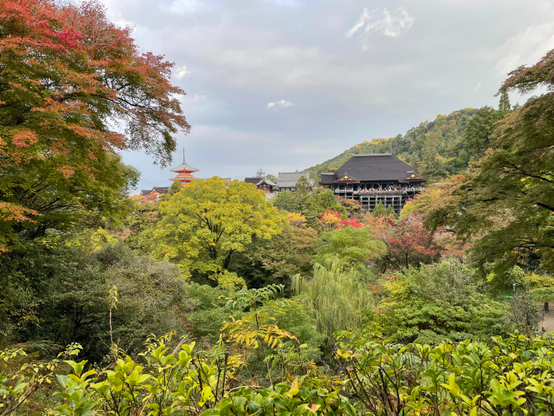 A landscape view of Kiyomizu-dera, a Buddhist temple in Kyoto, Japan.

The temple and pagoda are visible in the background, surrounded by trees, many of which are transitioning into vibrant autumn colors. One tree on the left, in particular, is nearing peak red foliage. The whole area is very centered toward nature, encouraging visitors and worshippers to find calmness within themselves while appreciating both the history and beauty of the place.

The 3-story pagoda is orange and gold, while the temple is a more natural brown and gold. sad constructed using wooden pillars over a mountainside. Both are stunning.