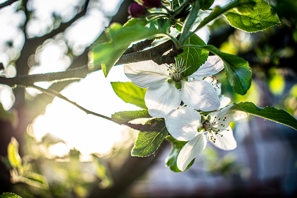 An apple tree is producing flowers which are eventually replaced with green apples, the sunset can be seen in the background