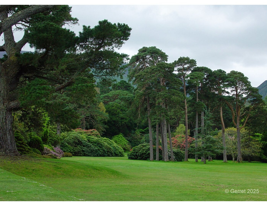 Lush landscape with tall pine trees and colorful bushes under an overcast sky, creating a tranquil and serene atmosphere in a spacious park setting.
