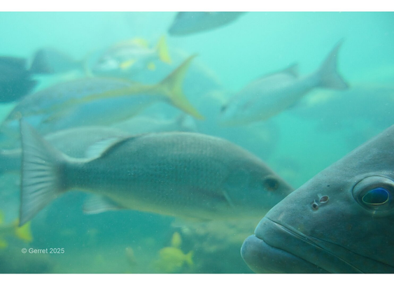 Underwater scene with various fish swimming, prominently featuring a close-up of a large fish in the foreground. The water has a calm, serene turquoise hue.
