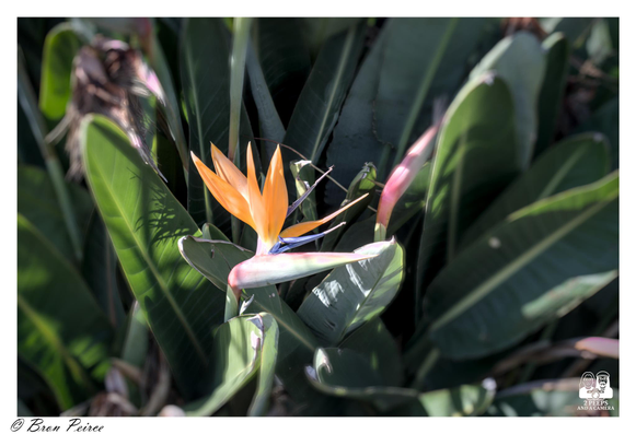 A close up, outdoor photograph by Bron Peirce of a Bird of Paradise flower (Strelitzia reginae). The distinctive orange sepals and bright blue petals are emerging from the boat-shaped spathe.

The flower is centered amidst a dense background of dark green, paddle shaped leaves, with sunlight casting shadows and highlighting the bloom. A pink tipped bud is also visible on the right.