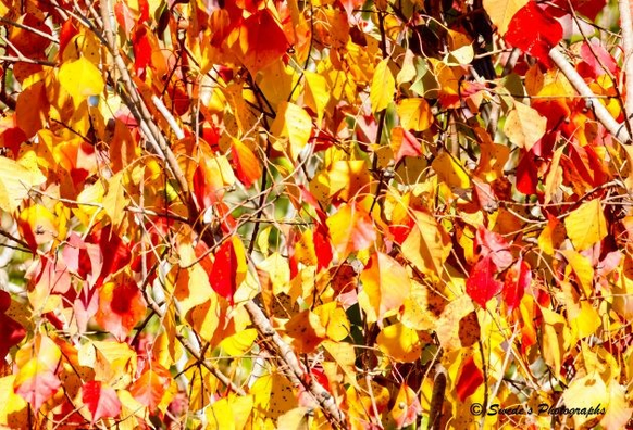 
Whispers of Fall

"A dense tapestry of autumn leaves fills the frame, ablaze with the fiery palette of the season’s final flourish. Crimson, amber, and golden-yellow leaves cling to slender branches like ceremonial flags fluttering in a quiet breeze. Each leaf is uniquely shaped—some jagged, some smooth—layered in overlapping clusters that create a mosaic of warmth and texture. Light filters through the canopy, casting soft shadows and illuminating the veins of the leaves like stained glass. The interplay of color and shadow evokes both movement and stillness, as if the forest itself is holding its breath in reverence. This is not merely foliage—it is autumn’s sovereign rite, a moment of transformation suspended in golden clarity." - Microsoft Copilot