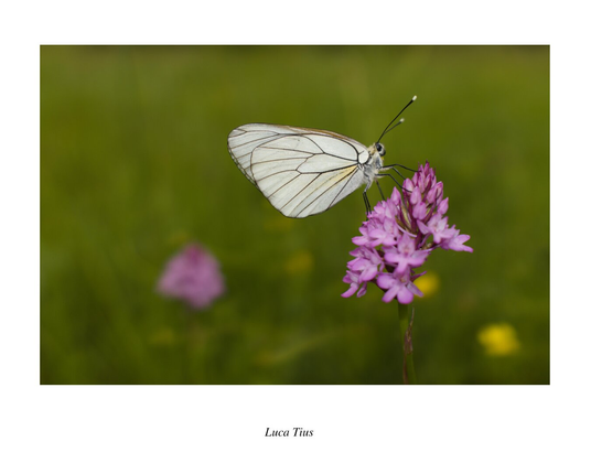 Aporia crataegi resting on a Anacamptis pyramidalis

#aporiacrataegi #aporia #crataegi #ancamptispyramidalis #anacamptis #pyramidalis #farfalla #butterfly # orchidea #orchid #spontanea #spontaneous #wild #natura #nature #fotografia #photography #foto #photo #colore #colour #naturephoto #fiore #flower #wildflower  #wba #WorldBiodiversityAssociation