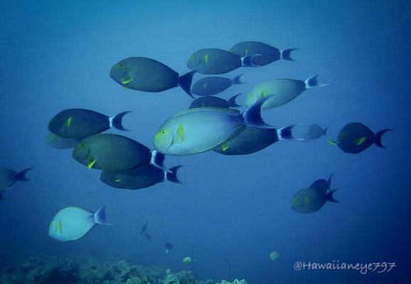 A small cluster of bullet-shaped fish swimming  over a reef. These fish, as long as your arm,  range from dark to light gray and are marked with a yellow mask and yellow pectoral fins.