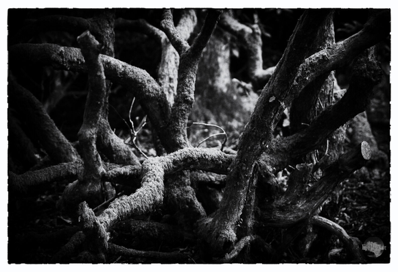 Branches. Remains from the Rhododendron tree.