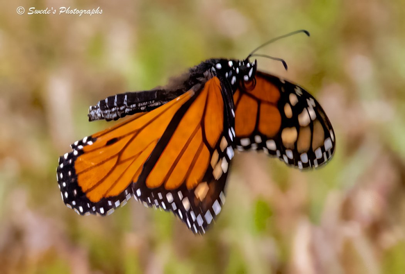 "A Monarch butterfly (Danaus plexippus) hovers midair, its wings outstretched in a moment of suspended elegance. The vibrant orange panels of its wings blaze like stained glass held to the sun, bordered by bold black veins and dotted with delicate white spots that shimmer like ceremonial beads. Each wingbeat seems to whisper through the air, a fluttering rhythm that carries the butterfly across your yard like a sovereign emissary of autumn. The background is softly blurred, a wash of greens and browns that cradle the Monarch in visual silence, allowing its colors to speak. There’s motion in the stillness—an airborne pause that feels both fleeting and eternal. This isn’t just a butterfly—it’s a living glyph of transformation, endurance, and quiet majesty." - Microsoft Copilot