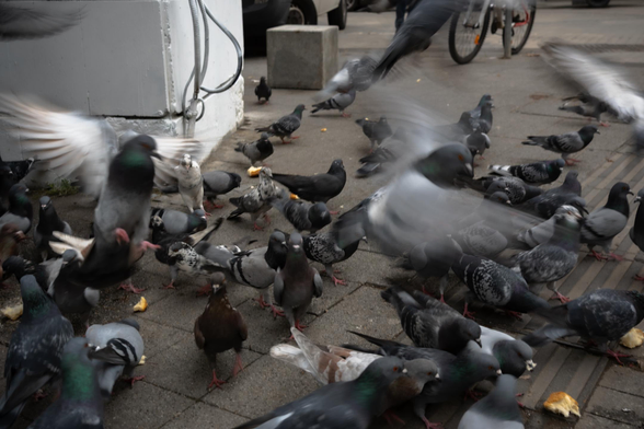 Photo showing a chaotic scene of a gang of pidgeons feasting on bread that was thrown onto the street.