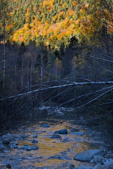 Fotografía de un paisaje montañoso en otoño. Los dos tercios inferiores del cuadro estan a la sombra, en el tercio inferior esta el rio, el agua refleja la luz del tercio superior naranja y amarilla, discurriendo entre las rocas. Un árbol caído cruza el cuadro a la mitad, sobre el se alza el bosque en la lejanía, primero en sombra, y sl llegar sl tercio superior en luz, subiendo por la ladera de la montaña con los colores calidos del otoño. Contrasta la calidez de la zona iluminada con la frialdad de ña zona en sombra.