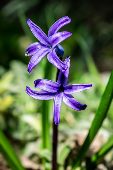 The Hyacinthus flowers next to each other during the bright daytime hours