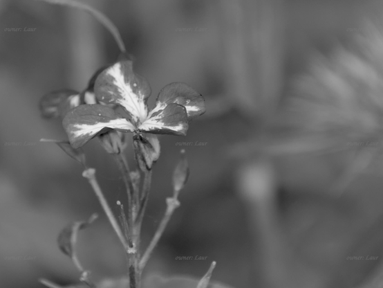 Flower, closeup, black and white, photo