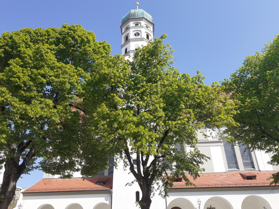 #Basilika St. Peter 
#Kirche #church #eglise #iglesia 
#Dillingen/Donau #Bavaria #Germany  
#photo #photography #photos 
#pictures #picture #photographie  