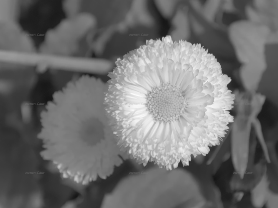 Flower, closeup, black and white, photo