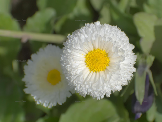 Flower, closeup, color, photo