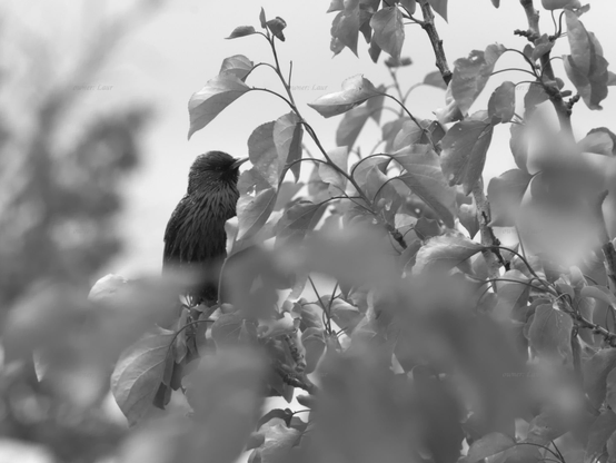 Bird, black and white, photo
