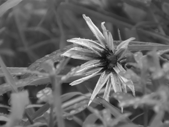 Flower, drops, closeup, black and white, photo