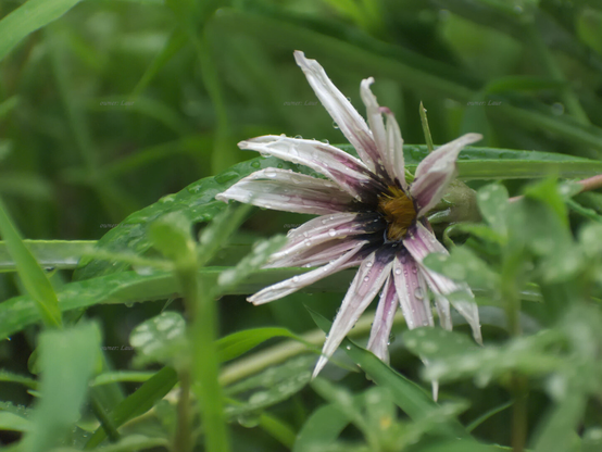 Flower, drops, closeup, color, photo
