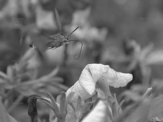 Nature, insect, flowers, drops, black and white, photo