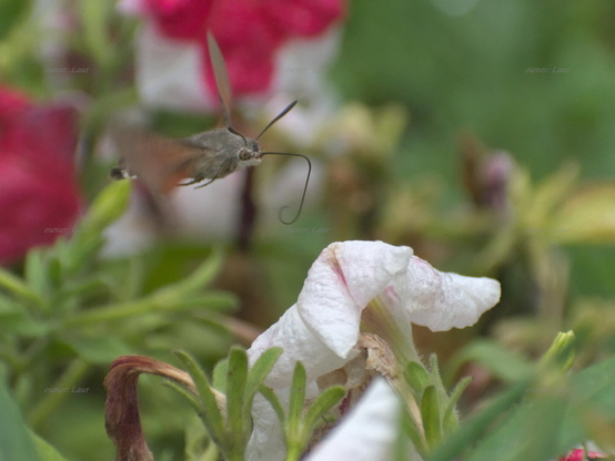 Nature, insect, flowers, drops, color, photo