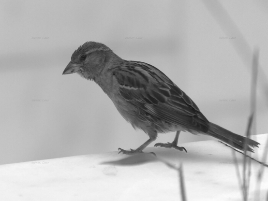 Bird, closeup, black and white, photo