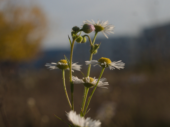 coulor photo of flowers