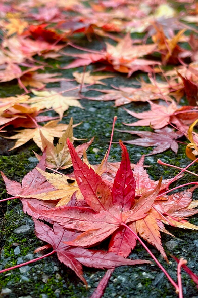 Hojas de maple/arce japonés rojas, en el piso, mojadas de la lluvia