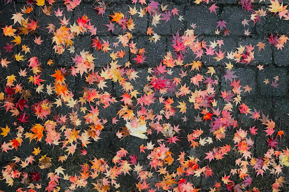 Hojas de maple/arce japonés rojas, en el piso, mojadas de la lluvia