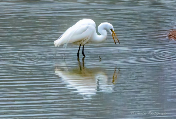 "A great egret stands poised in shallow water, its long white body reflected with near-perfect clarity on the glassy surface below. The bird’s slender neck curves in a gentle arc, leading to a sharp yellow beak that is open mid-action—perhaps catching a small fish or issuing a quiet call. Around its feet, concentric ripples radiate outward like ceremonial rings, marking the moment of interaction between bird and water. Its plumage is immaculate, glowing against the muted tones of the background, while the soft blur of greens and oranges suggests a tranquil wetland at dusk or dawn. The egret’s stillness is deceptive—beneath the surface, life stirs, and above it, the bird embodies a quiet mastery of motion and reflection. This is not just a feeding moment—it’s a sovereign rite of balance, precision, and grace." - Microsoft Copilot