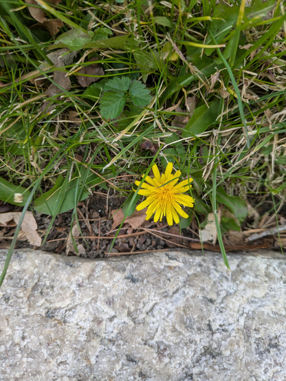 Closeup photo of a yellow dandelion amidst green grass and low, thin weeds. Just below the dandelion is what appears to be a flat slab of marble or granite.