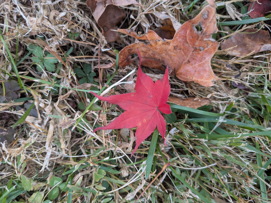 Closeup photo of a red maple leaf atop a bit of green grass, clover and weeds. There is a single crumpled brown leaf just above the maple leaf. A small portion of the background vegetation — grass or weeds — is also light brown and appears dead.