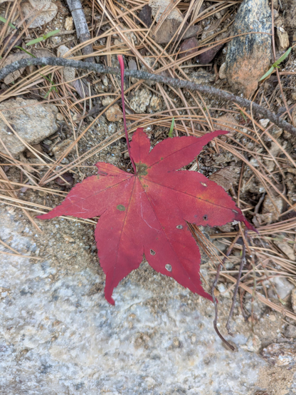 Closeup photo of a red maple leaf atop brown pine needles and clumpy brown dirt. There is a thin gray pine branch above the maple leaf. The leaf extends beyond the dirt and is partly atop what appears to be the flat surface of a granite or marble slab, also.