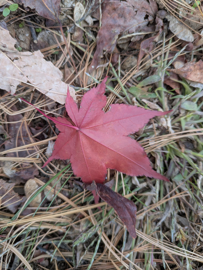 Closeup photo of a red maple leaf atop brown pine needles, other brown and shredded leaf litter and a bit of green grass or weeds.