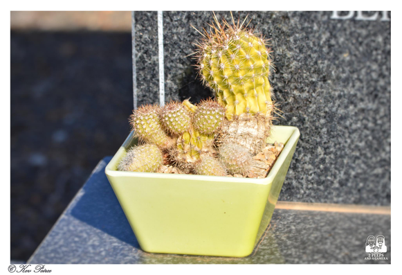 A photograph by Kev Peirce shows a small cluster of cacti, predominantly a bright yellowish green, potted in a square, pale lime green ceramic container.

The pot is sitting on a polished, dark gray or black surface, likely stone, with a dark, blurred background. The cacti are spiky and appear healthy.