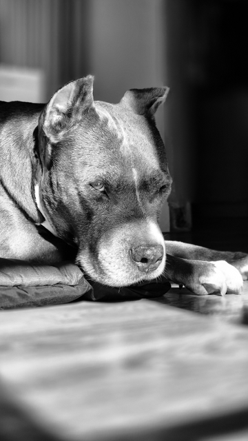 Schwarzweißfotografie einer Hündin, die auf einer Matte auf dem Boden liegt und den Kopf leicht über dem Boden erhoben hat. Ihre Augen sind geöffnet, wobei nur das im Bild linke Auge gut zu erkennen ist. Rechts von ihrem Kopf liegen ihre Vorderpfoten. Mehr als der Kopf und die Vorderpfoten ist nur noch ein Stück ihres Halses links im Bild zu sehen. Durch das in den Raum fallende Sonnenlicht zeichnet sich ein leichter Schatten quer über ihre Nase. Der Fußboden vor ihr und der restliche Raum sind unscharf. 

Black-and-white photograph of a female dog lying on a mat on the floor with her head raised slightly above the ground. Her eyes are open, although only the left eye is clearly visible in the picture. Her front paws are to the right of her head. Apart from her head and front paws, only a small part of her neck is visible on the left side of the image. The sunlight falling into the room casts a slight shadow across her nose. The floor in front of her and the rest of the room are out of focus. 