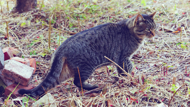 Big and strong grey tiger cat in ideal body condition stands along the antidiagonal and looks to the right next to a few bricks and a mat of cut down irregular grass