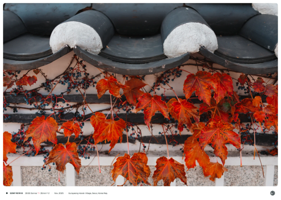 한옥 담장 앞으로 단풍이 든 덩굴이 달려 있는 모습.