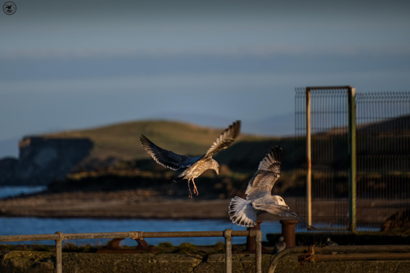 Young gulls landing on seaside railings