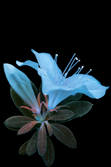 portrait d'une azalée japonaise