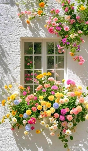 a window surrounded by Flowers