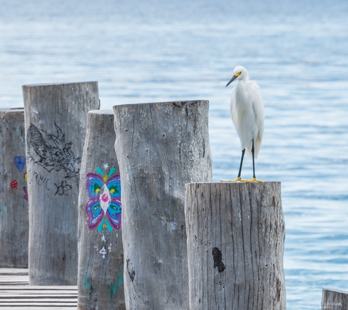 A Snowy Egret on a wooden pier with graffiti. 