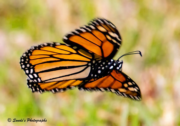 "A Monarch butterfly (Danaus plexippus) hovers midair, wings outstretched in a moment of suspended grace. Its vibrant orange wings, veined with bold black lines and dotted with white spots along the edges, seem to glow against the blurred backdrop — a soft wash of greens and grays that suggests foliage without defining it. The butterfly’s body is slender and dark, its antennae curved forward like delicate sensors. The motion is palpable: you can almost feel the air beneath its wings, the gentle pulse of flight. Light catches the upper wing surfaces, highlighting the contrast between fiery orange and inky black. The image is signed “© Swede’s Photographs” in the lower left corner, a quiet signature to a fleeting marvel. The Monarch appears both fragile and determined — a creature built for migration, caught here in a single, sovereign beat of its journey." - Microsoft Copilot