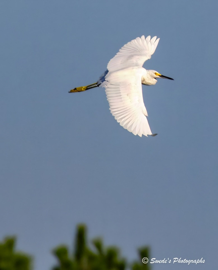 "A snowy egret (Egretta thula) glides through a clear blue sky, wings fully unfurled in a moment of elegant suspension. Its plumage is a luminous white, each feather etched with delicate precision, catching the sunlight like silk in motion. The egret’s slender neck curves forward, leading with quiet intent, while its sharp black beak points ahead like a compass. A splash of yellow near the beak adds a subtle accent, echoed by its striking yellow feet trailing behind black legs — a contrast that feels both natural and theatrical. Beneath the bird, the tops of green trees blur into abstraction, suggesting altitude and movement without anchoring the scene. The egret floats above it all, a solitary figure in a vast canvas of sky, captured mid-flight with clarity and grace. The photograph is signed “© Swede’s Photographs” in the bottom right corner, a quiet signature to a fleeting marvel." - Microsoft Copilot