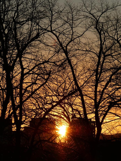 Sun setting between the outlines of two  highrises.  The  sky is a rich golden colour, changing to a greenish blue higher up. A tracery of bare branches of tall trees fills most of the image.