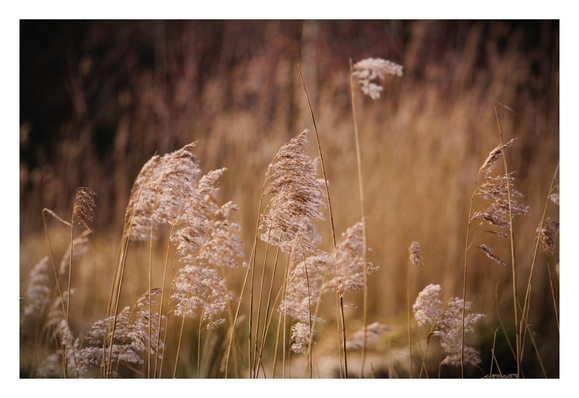 Reed waving at a windy autumn day.
A warm and peaceful of late autumn 
Shot of fluffy reeds standing up in a field next to a river.
The background has a soft blurry deep browns and golds glow.