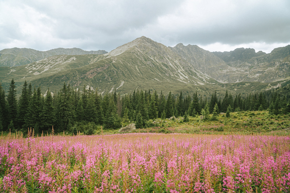 A picturesque view of the mountains, coniferous forest, and pink fireweed flowers filling the frame. The sky is cloudy.