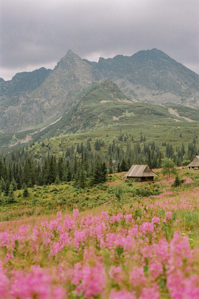 A picturesque view of mountains, coniferous forest, and pink willowherb flowers filling the frame. The sky is cloudy. Wooden houses stand along the path.